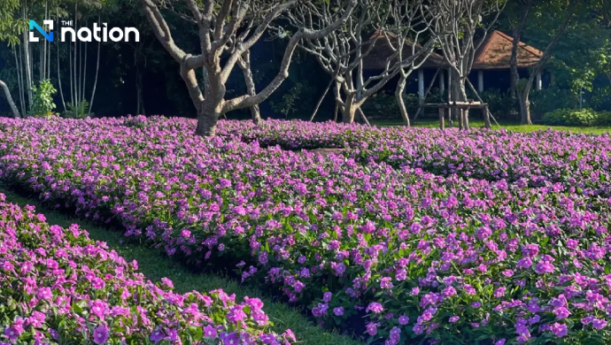 Bangkok Pamerkan 600 Ribu Bunga Eksotis yang Baru Mekar di Taman
